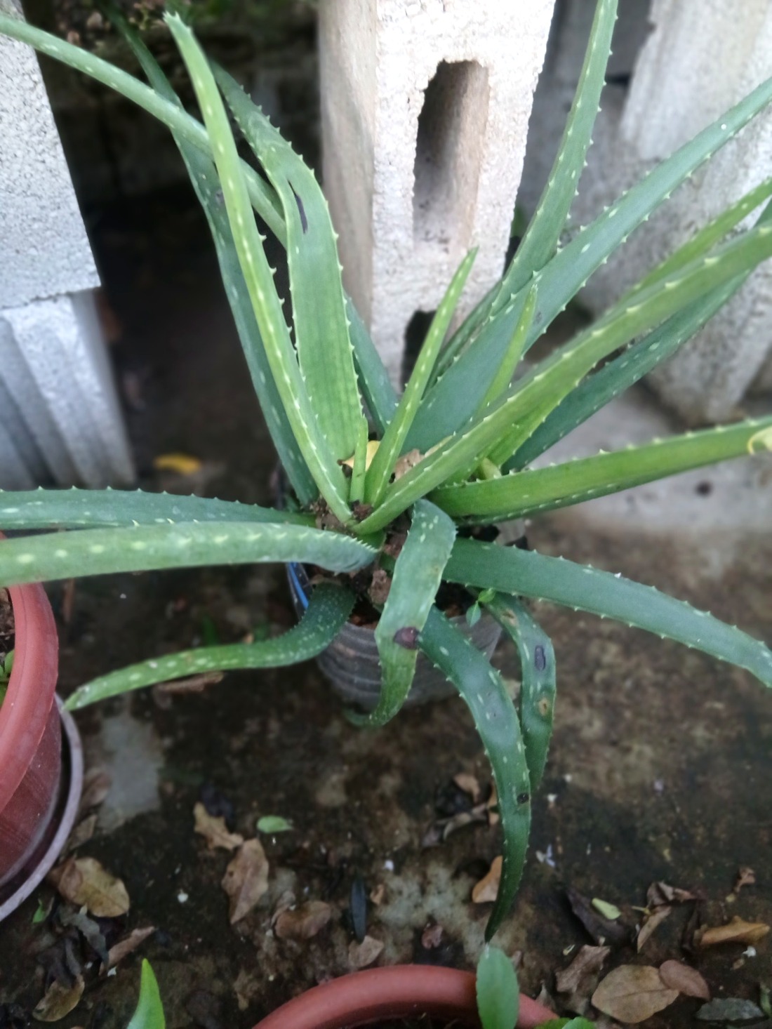 Close-up of Aloe Vera leaf