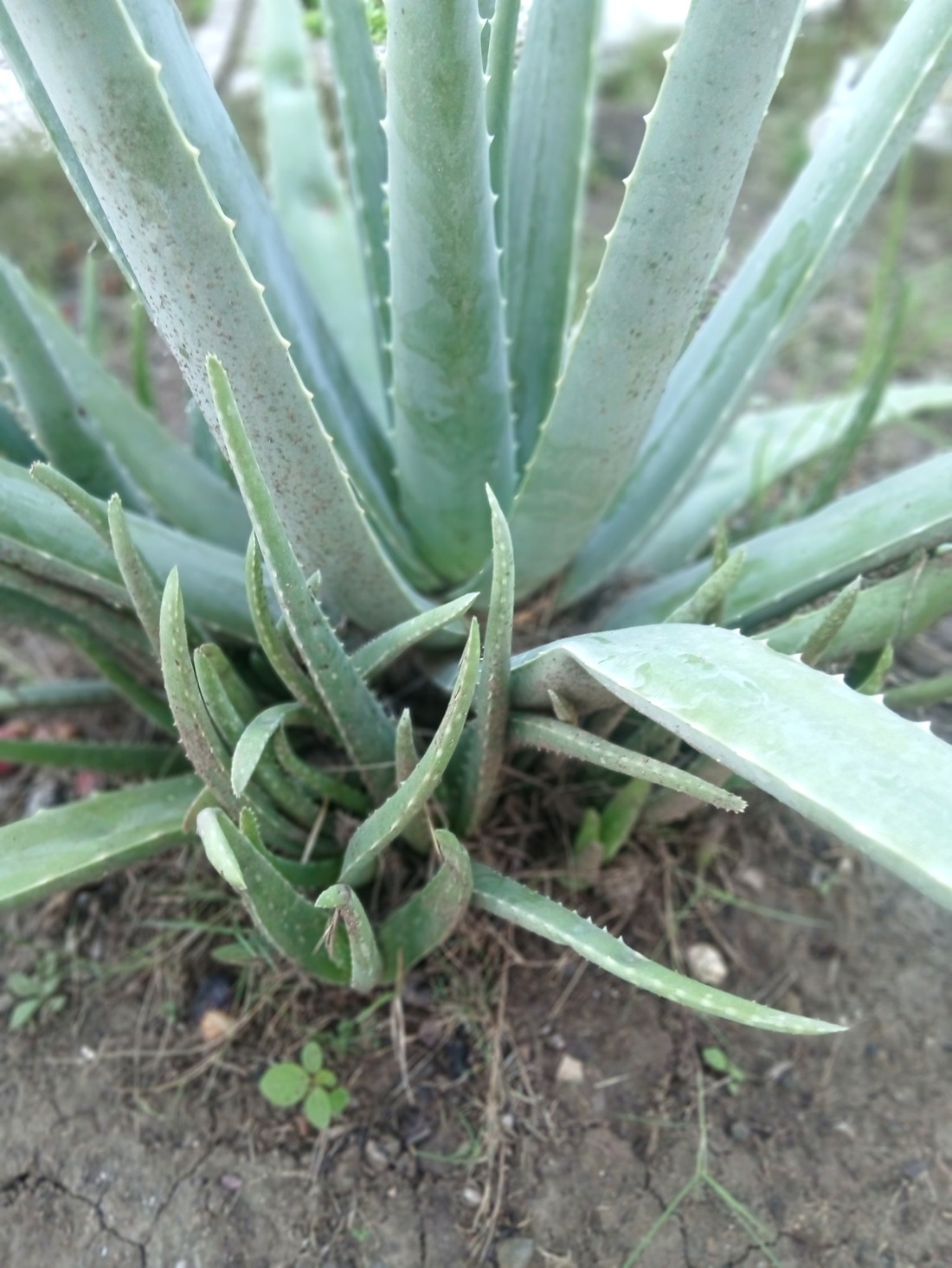 Aloe Vera