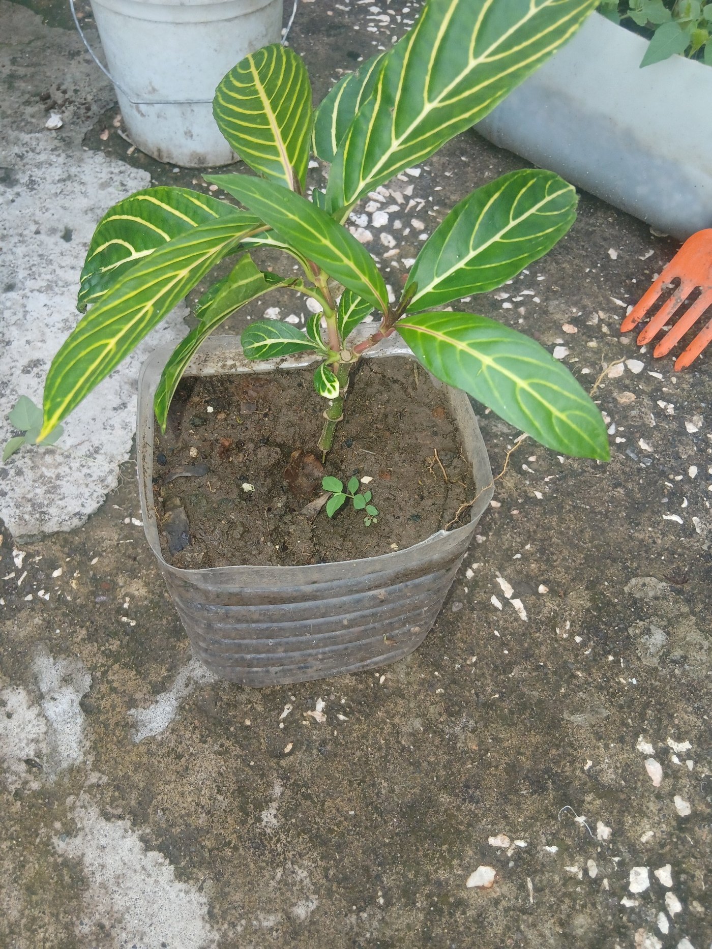 Plants growing in containers at home