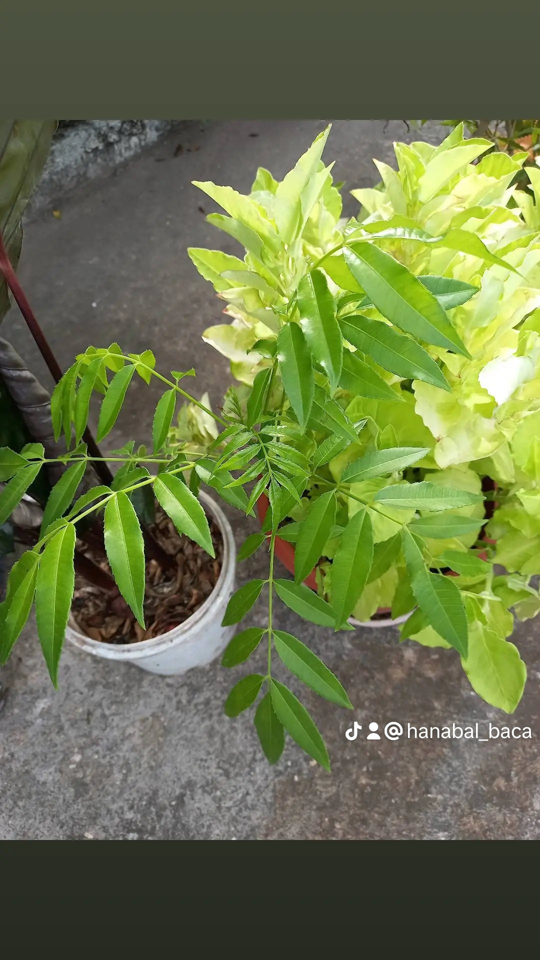 Recycled plastic bottle planter