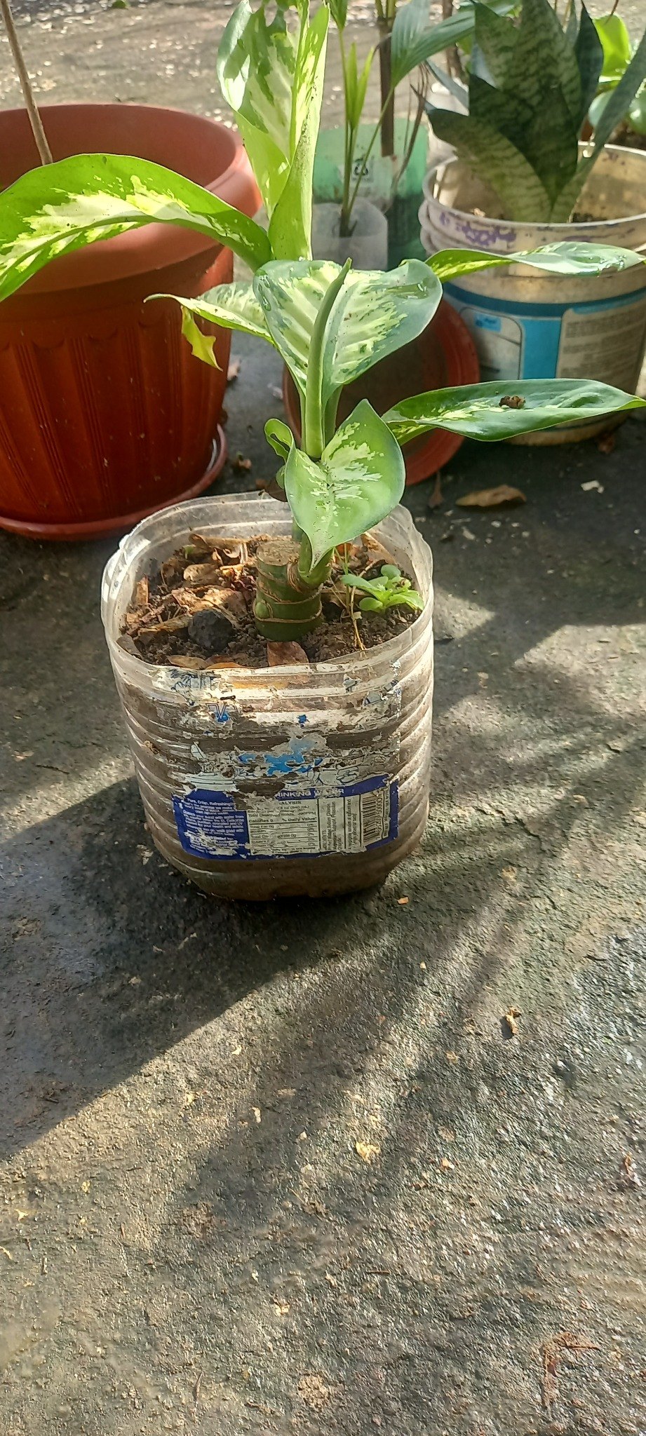 Young plant in reused bucket