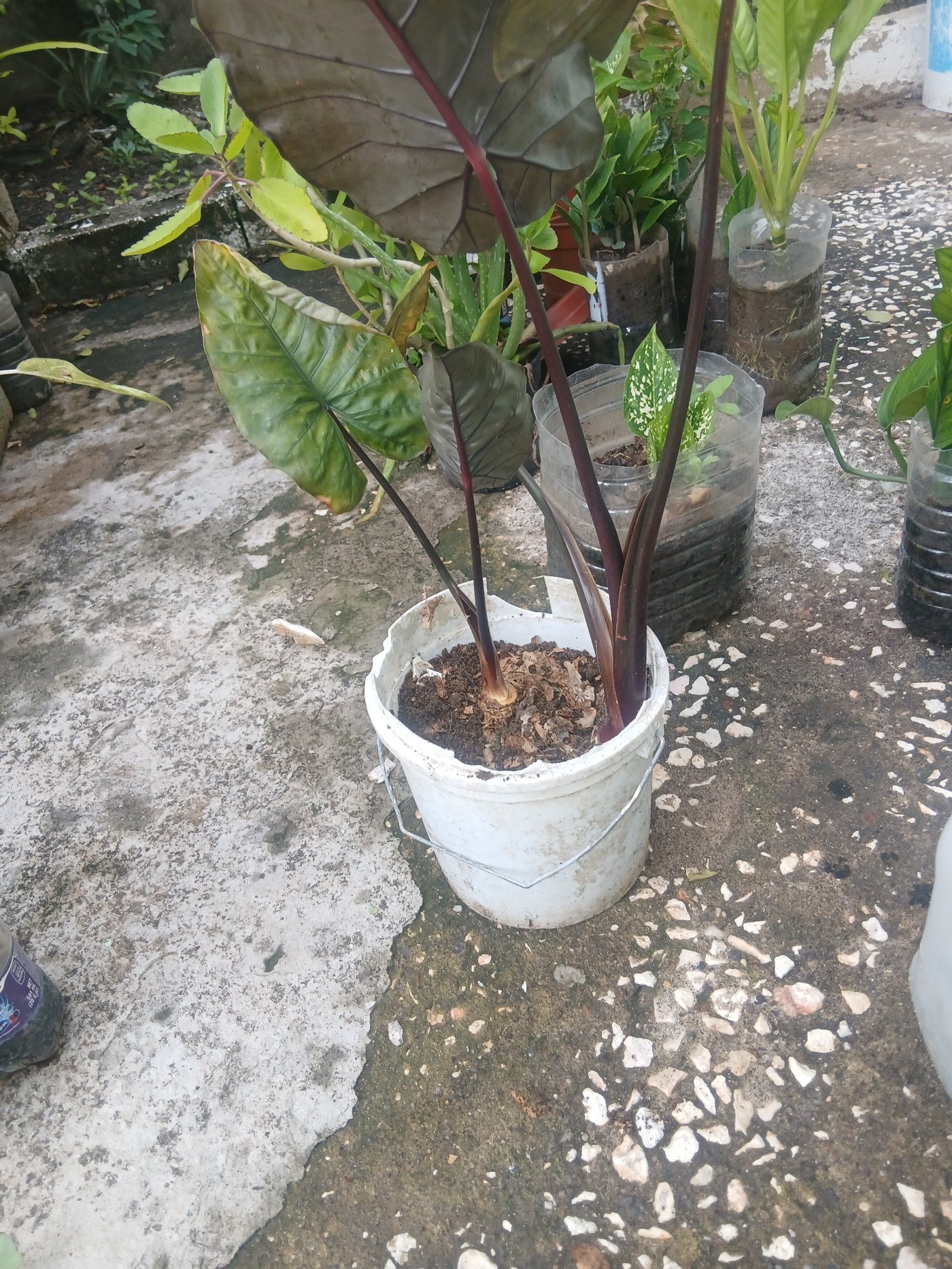 Dieffenbachia in blue bucket