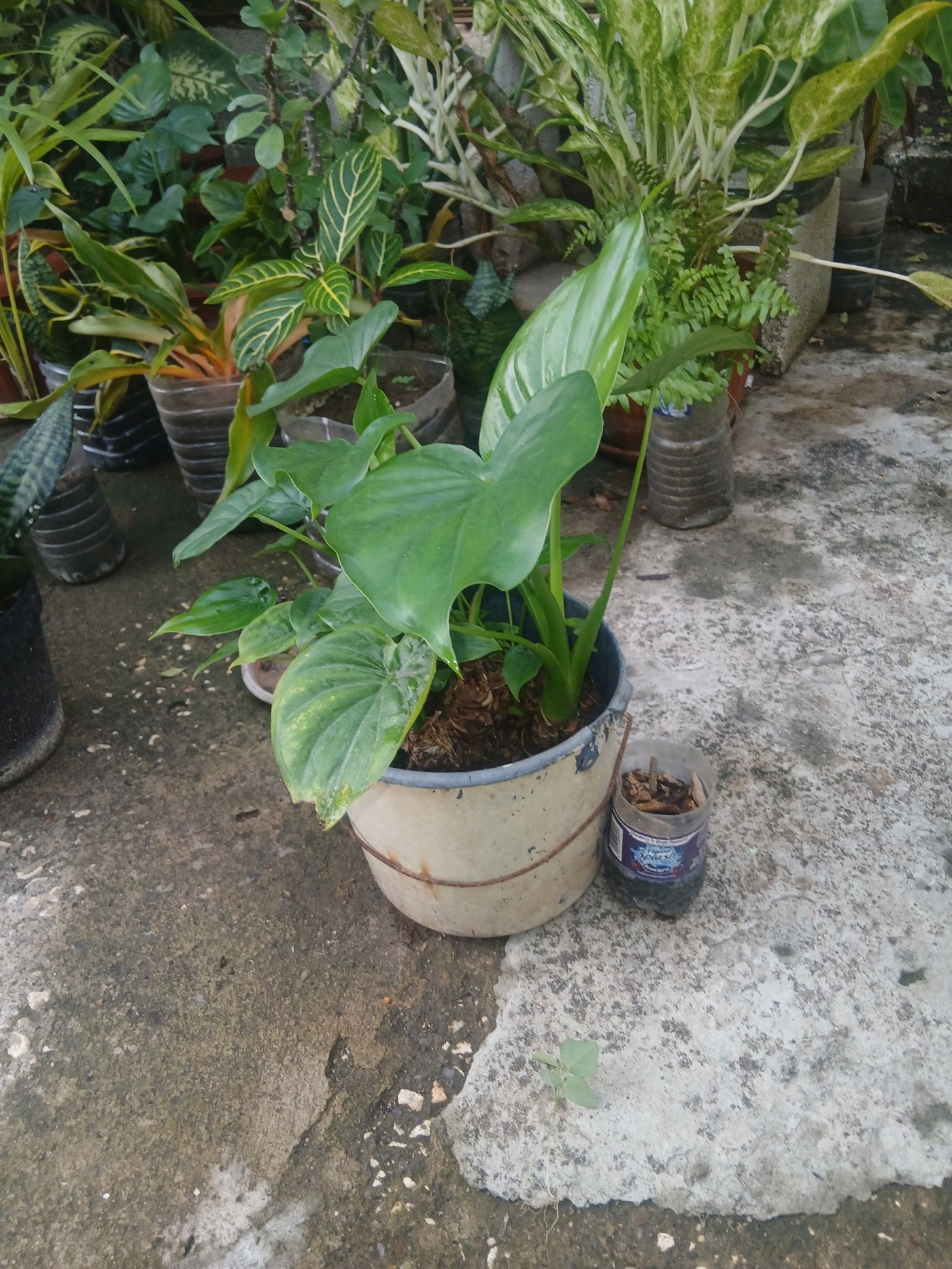 Elephant ear in white bucket