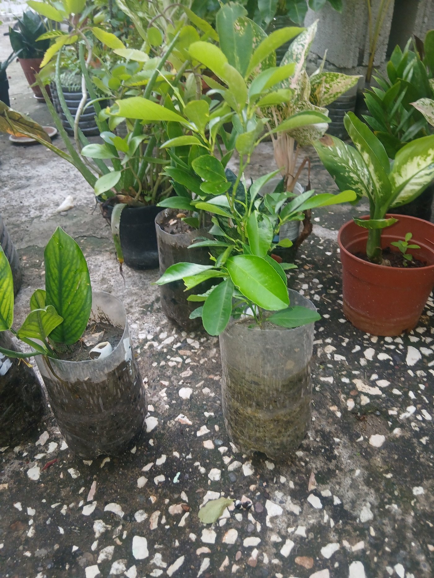 Cut bottles as mini planters