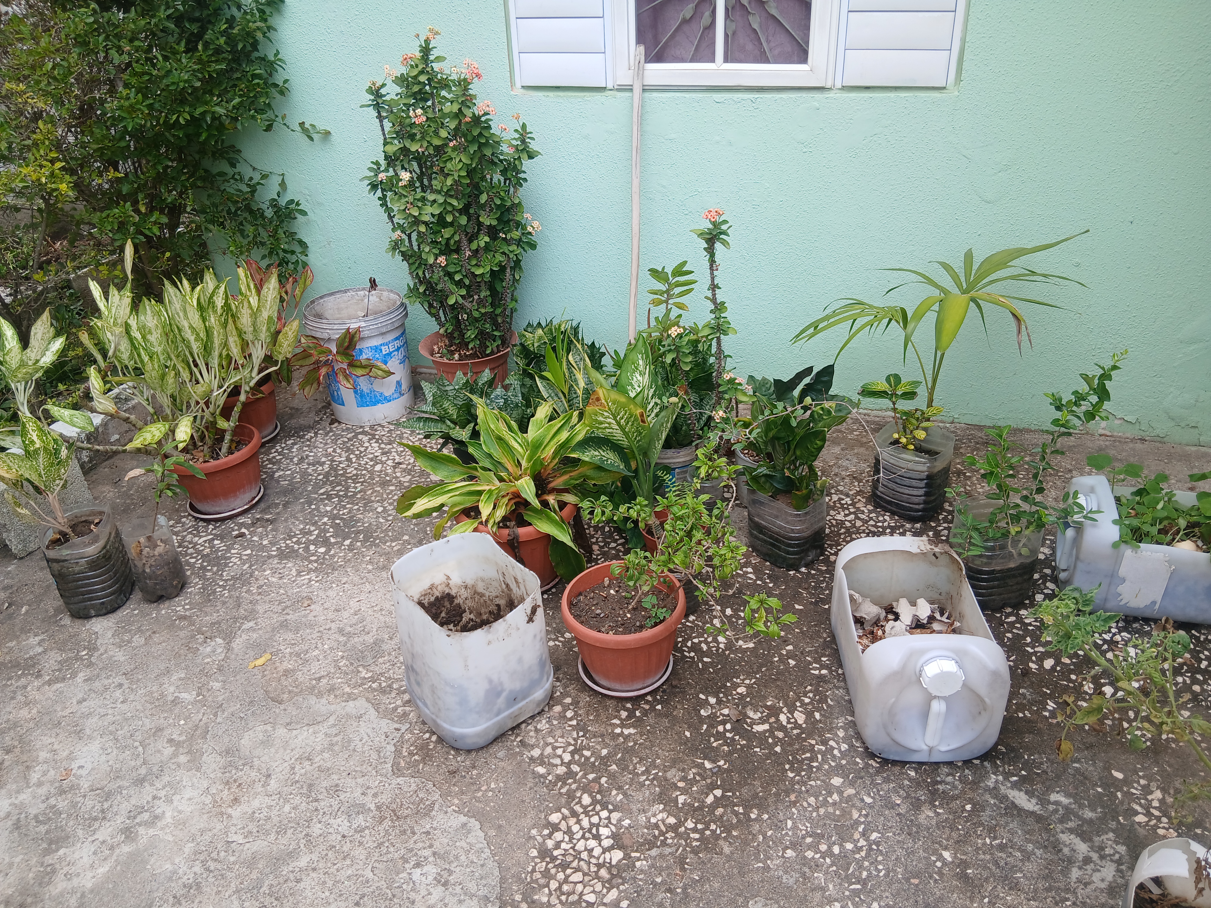 Wider look at container garden around the yard