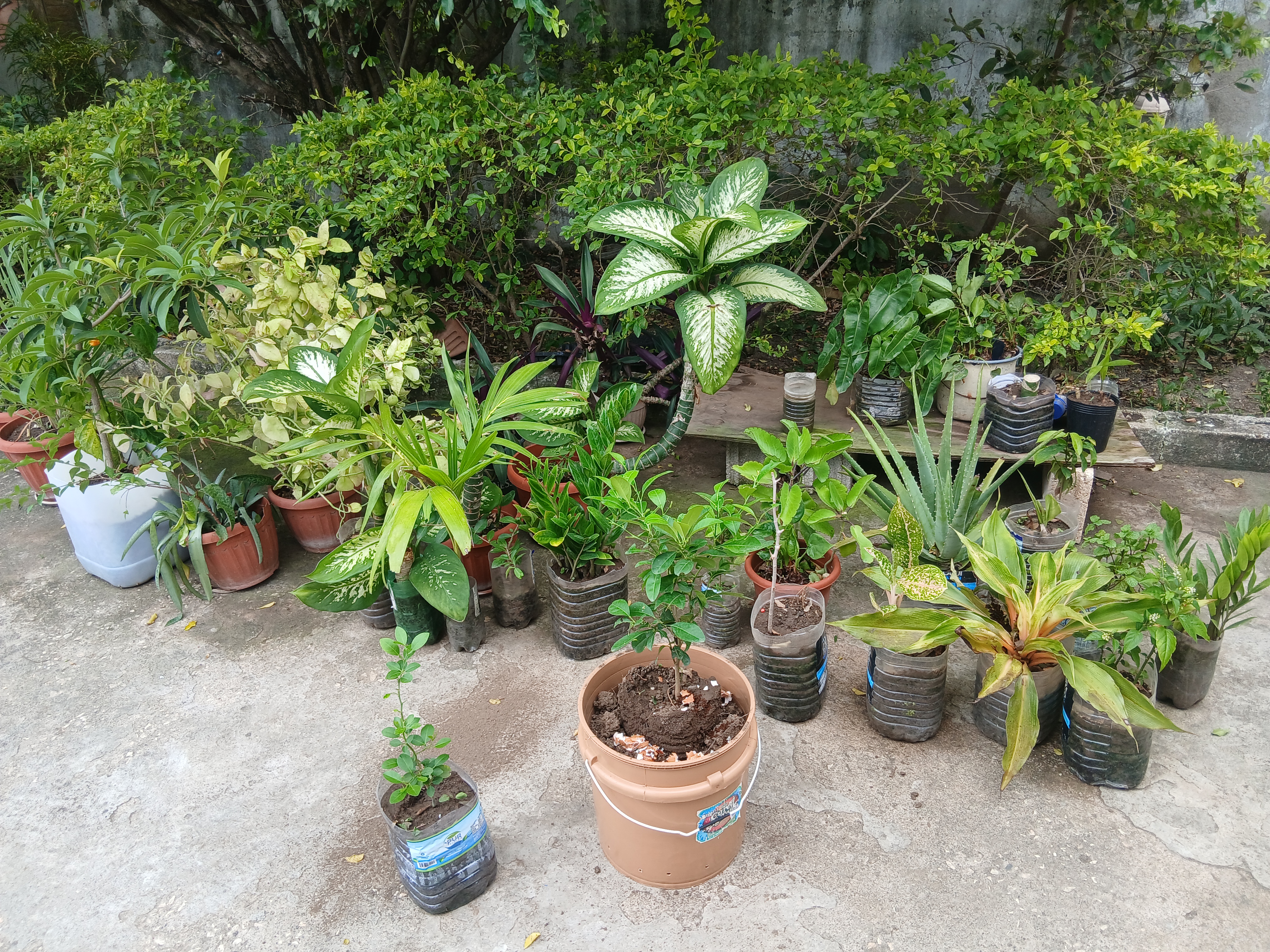 Container garden using reused containers