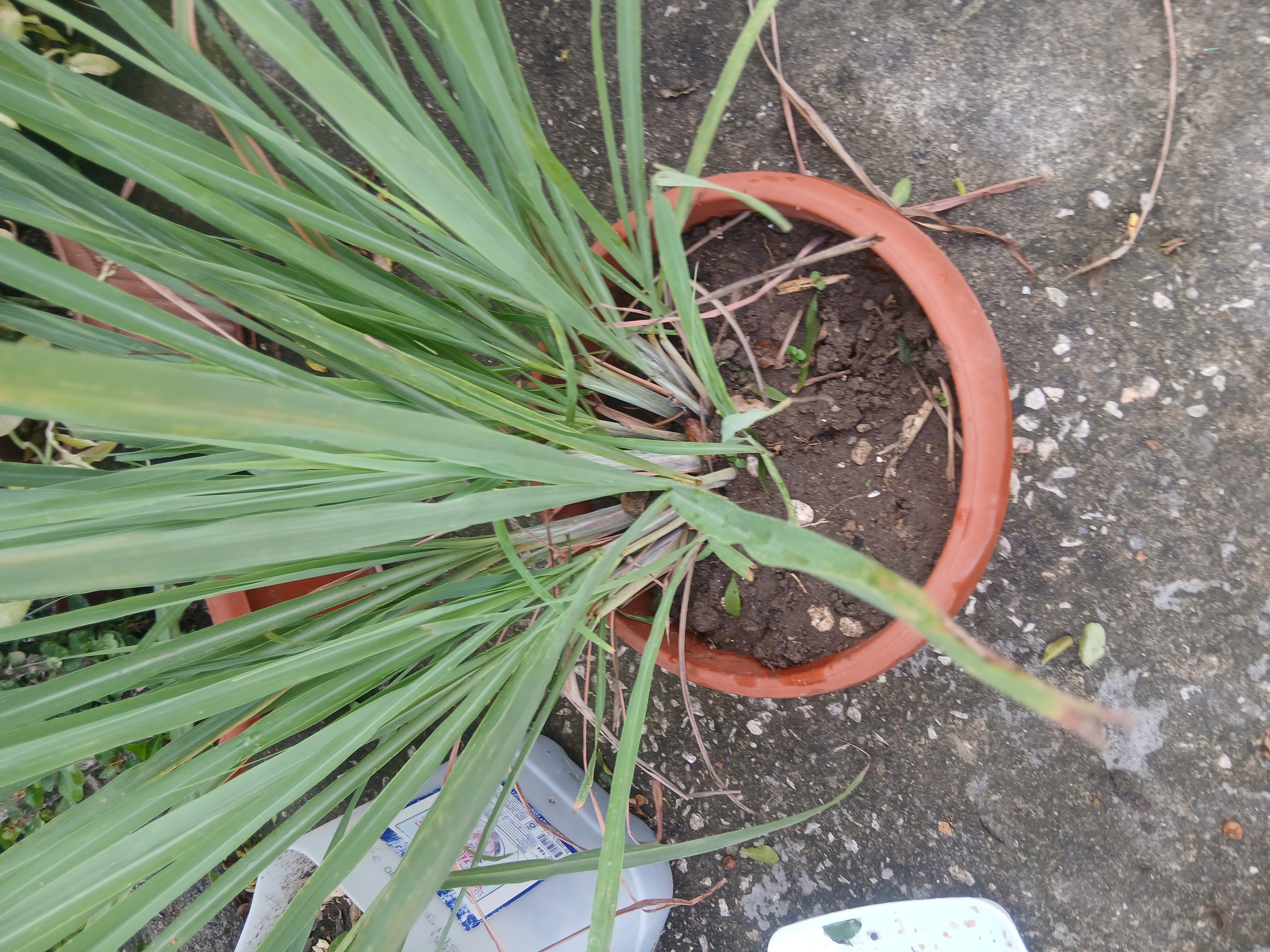 Fever grass also called lemon grass growing in a container