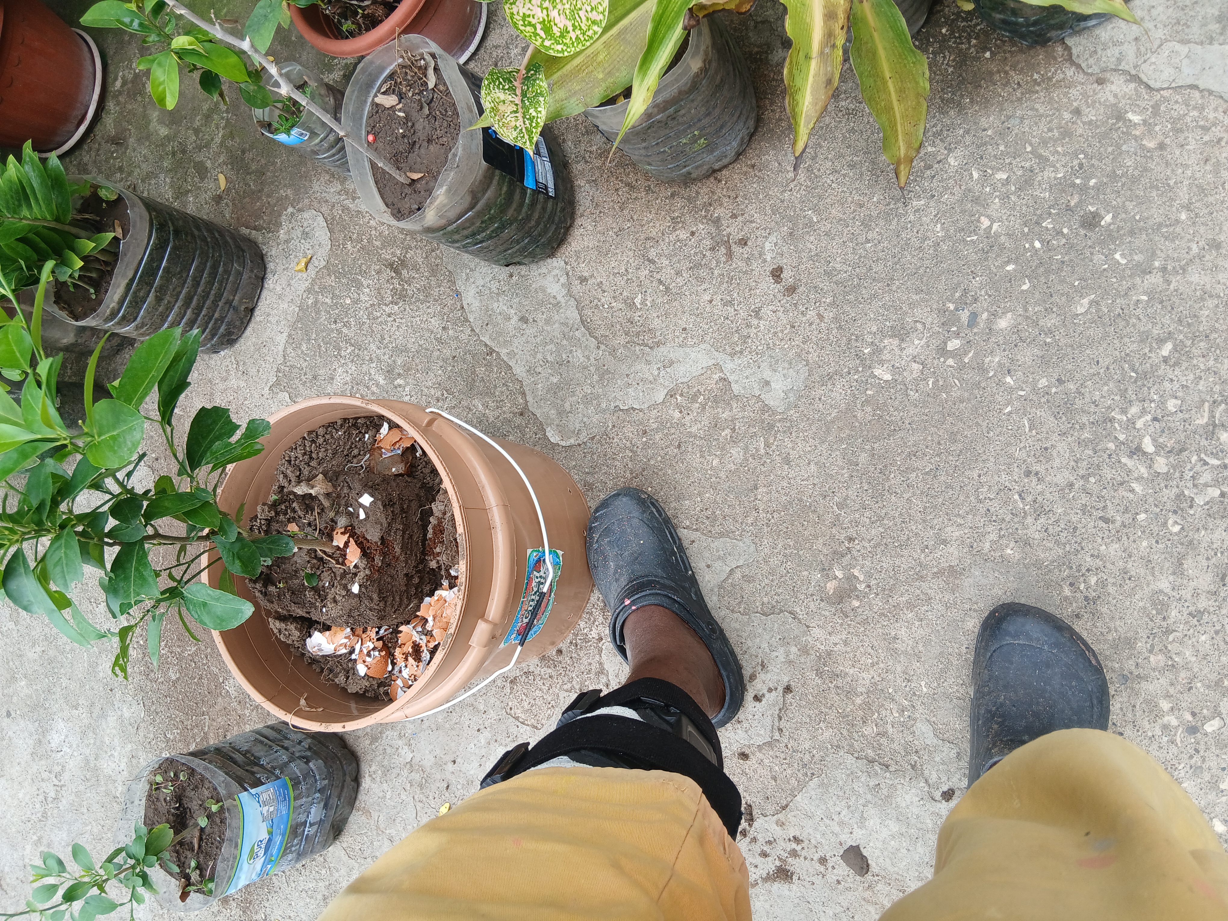 Leg brace photo with lemon plant