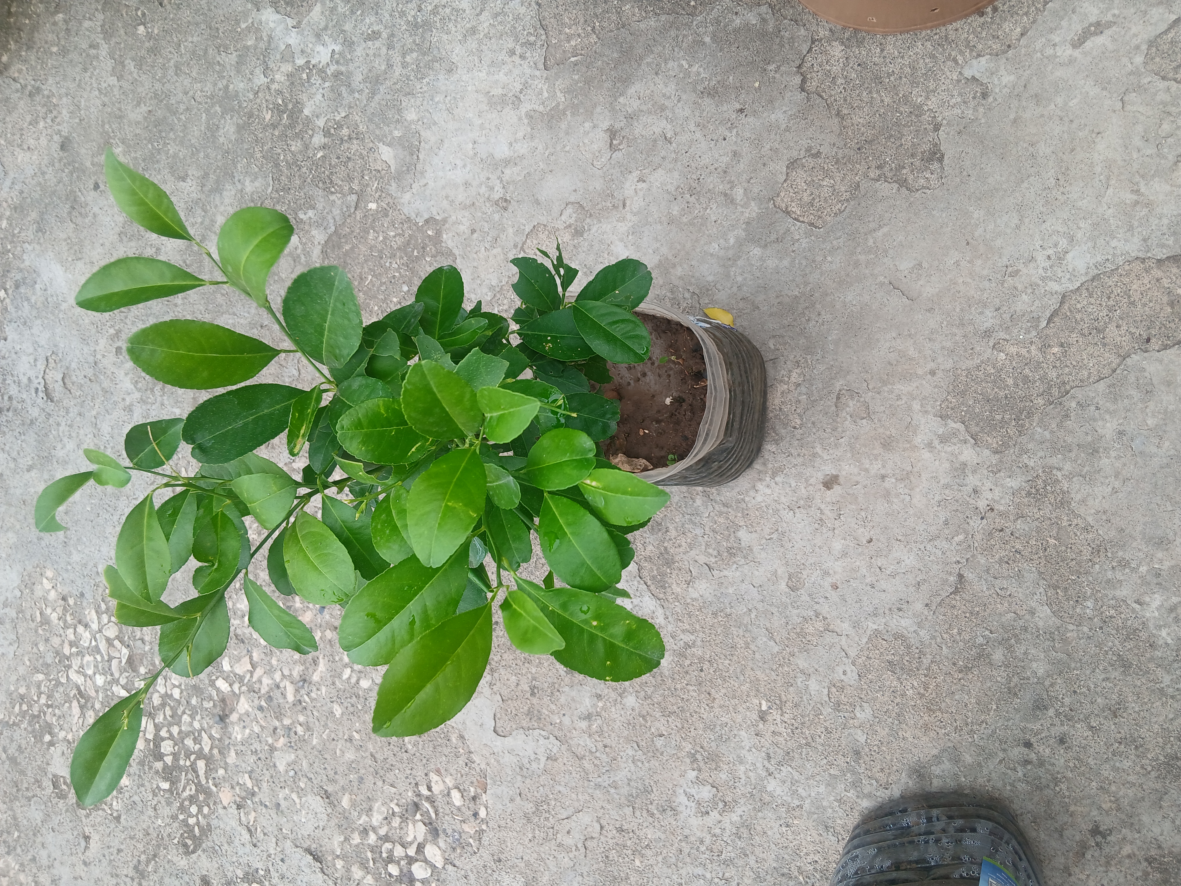 Lemon plant growing in a cut water bottle