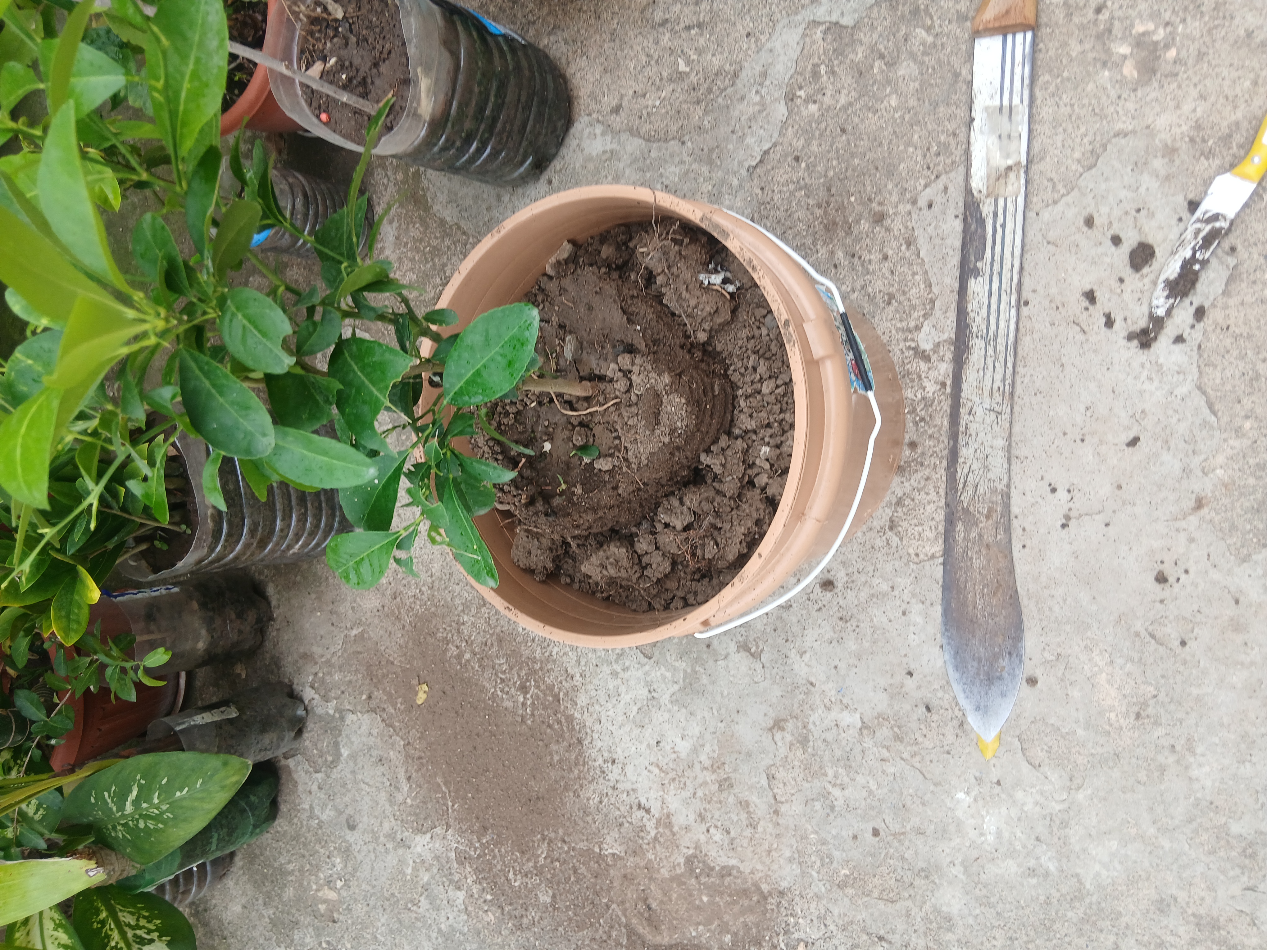 More soil added around transplanted lemon plant