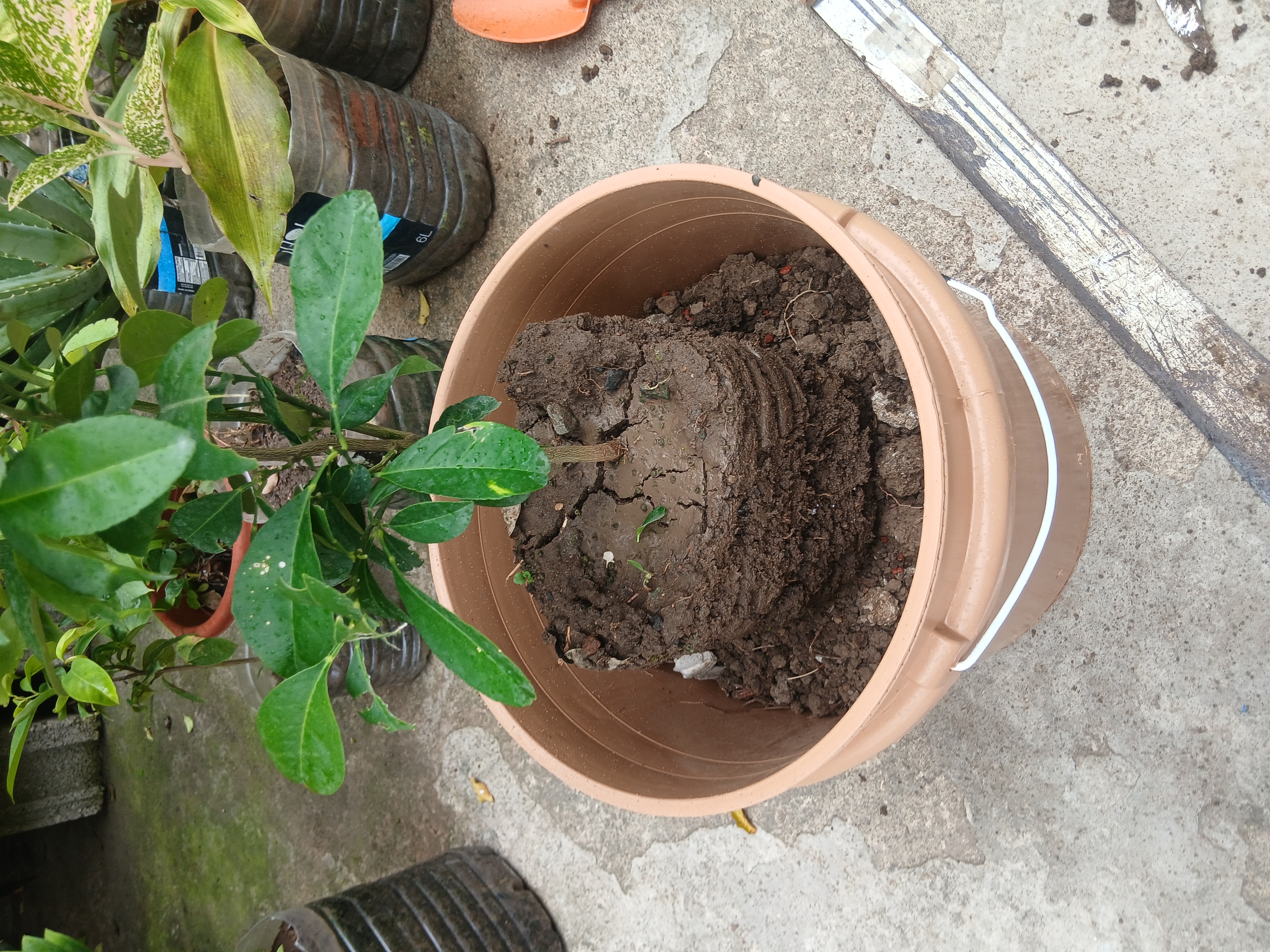 Lemon plant transplanted into 15 liter container