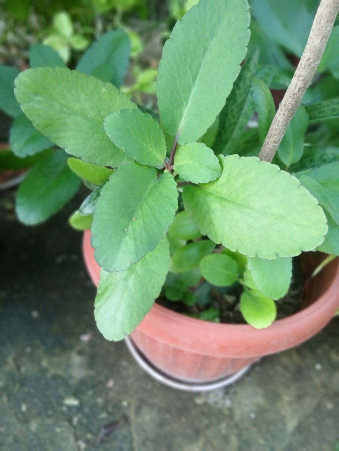 Life plant growing in a recycled container