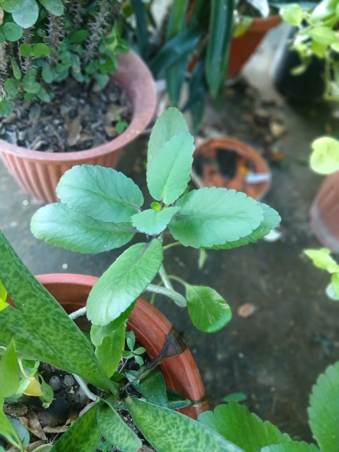 Another view of Life plant leaves