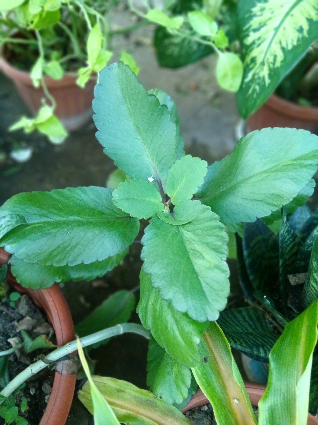 Life Plant