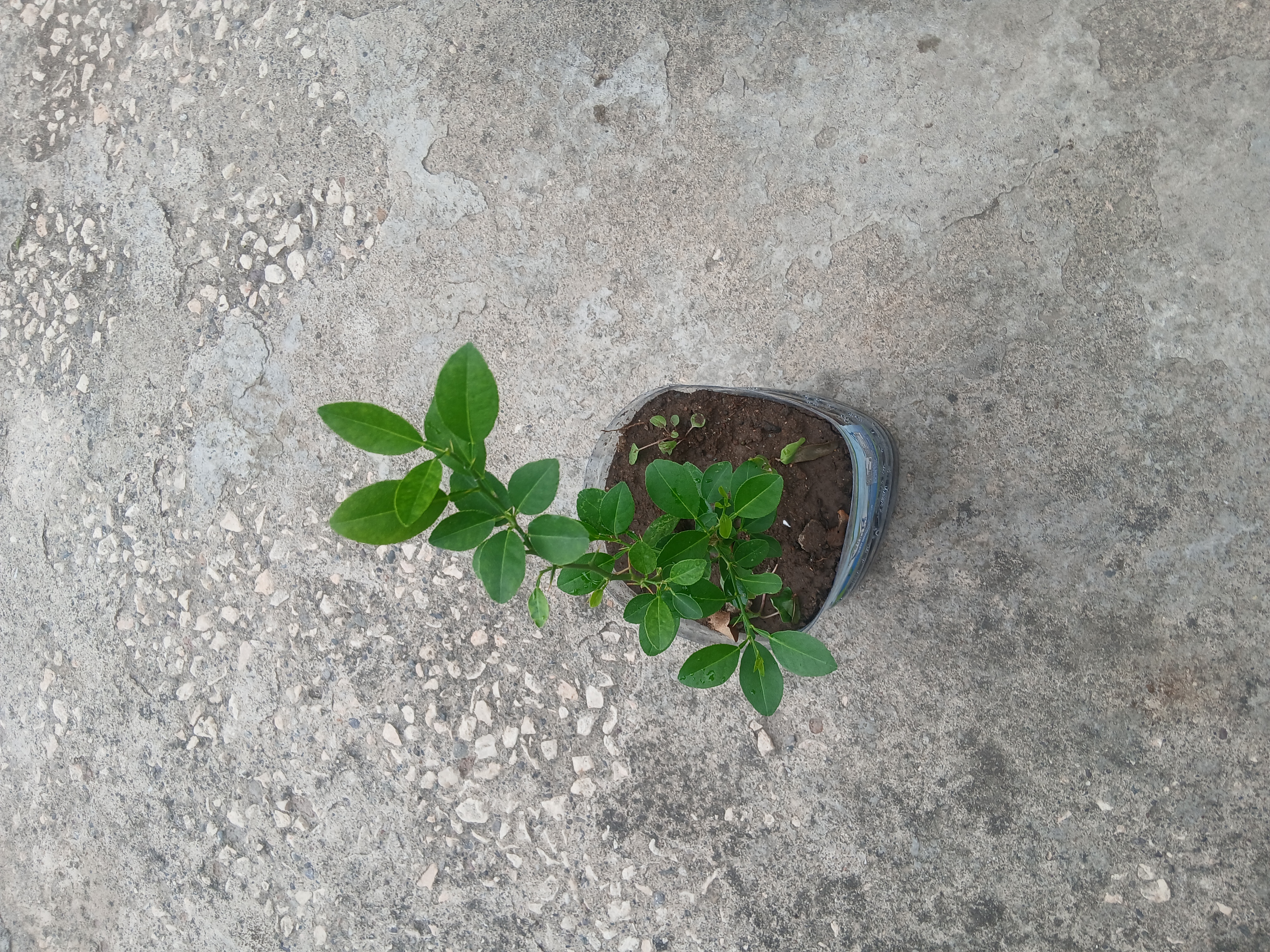 Lime plant growing in a recycled container