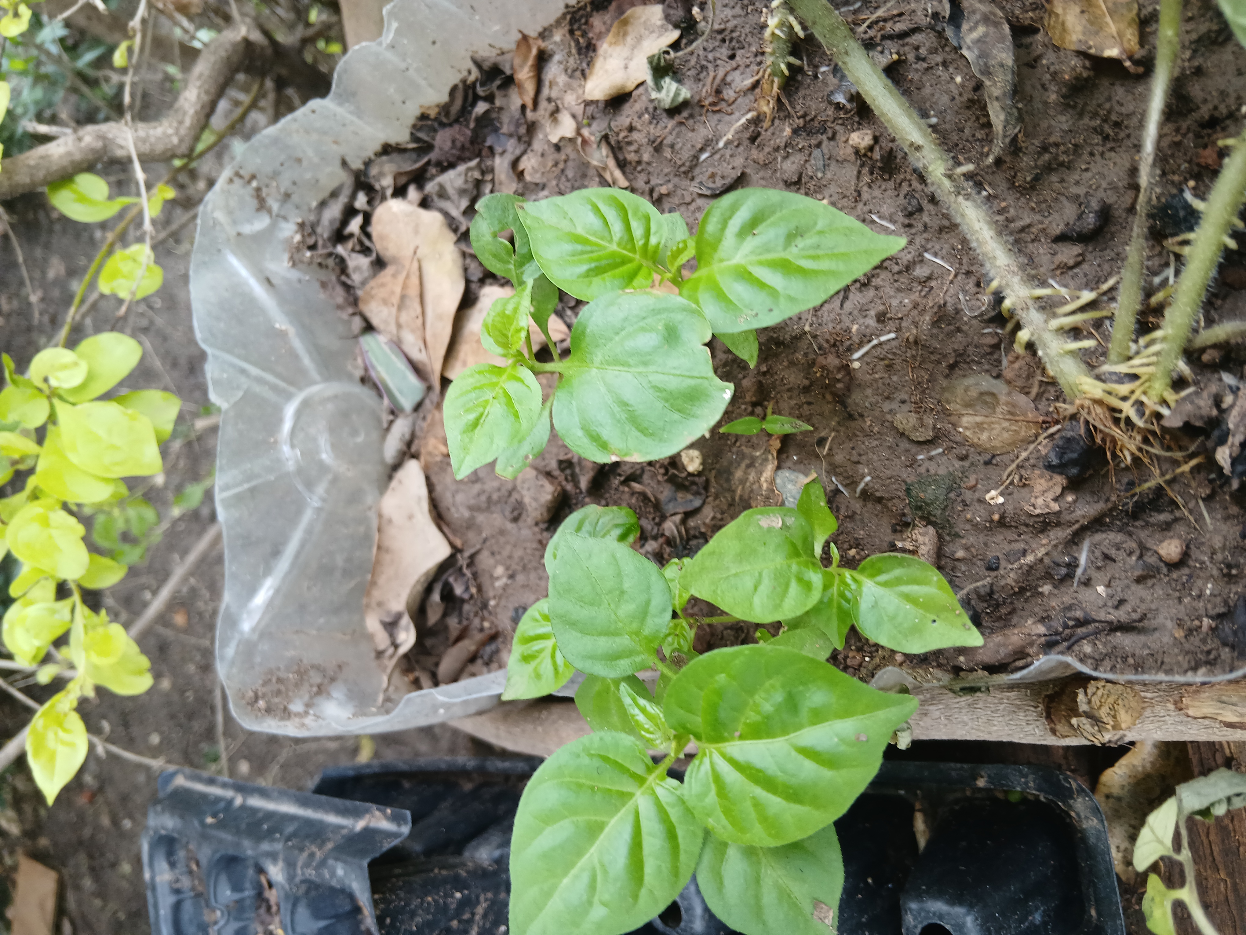 Pepper seedlings
