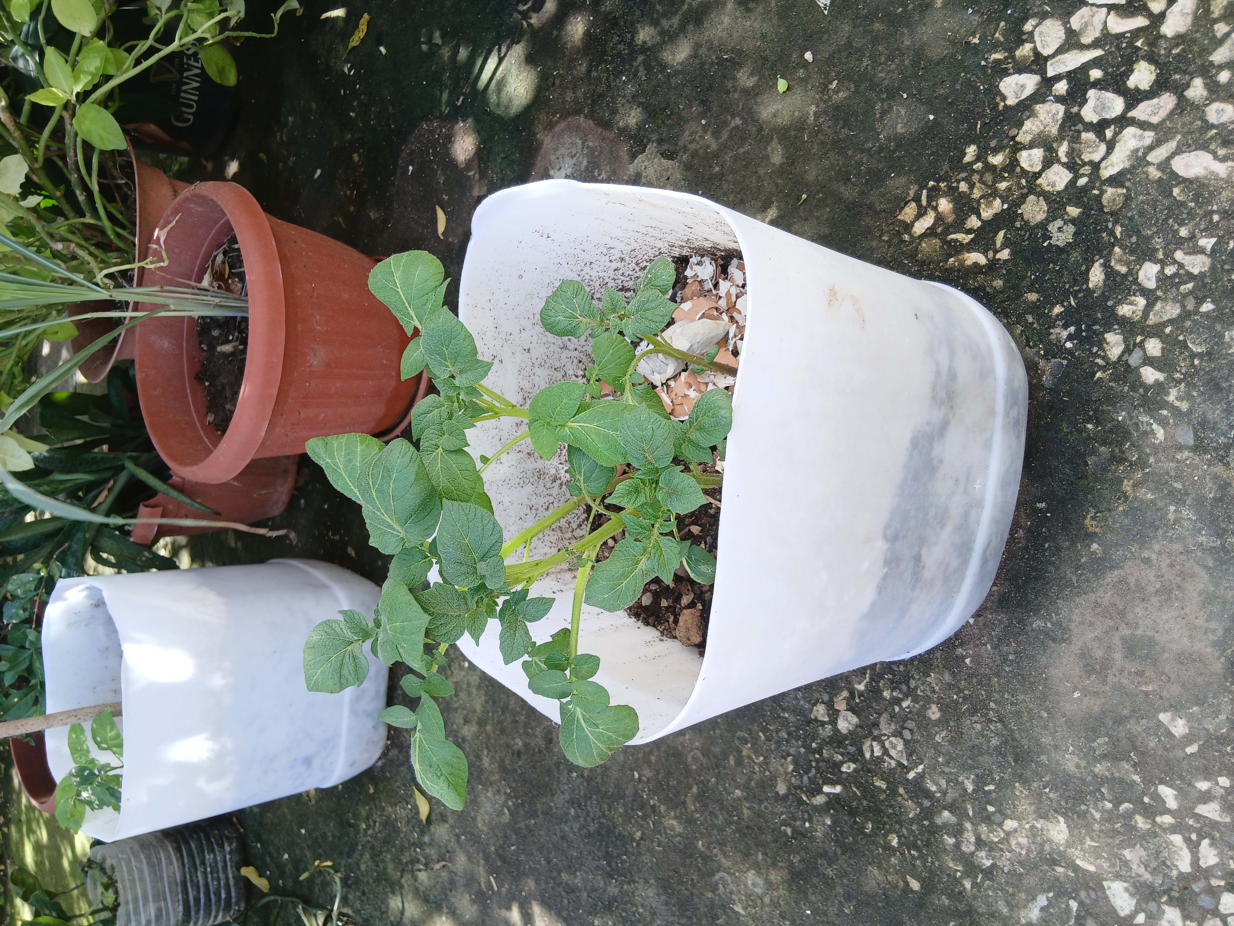 Potato plant growing in a container