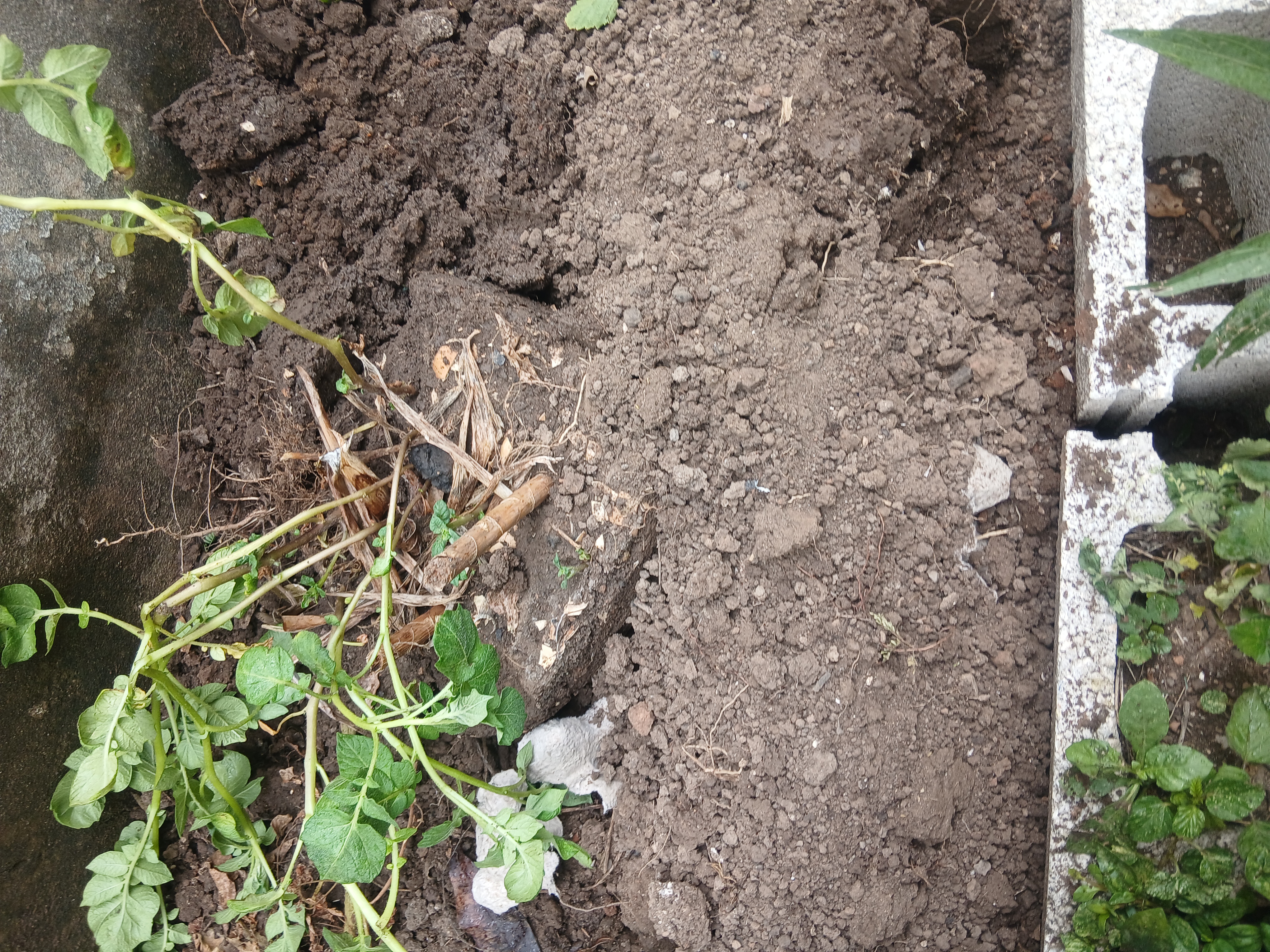 More soil added around transplanted potato plant