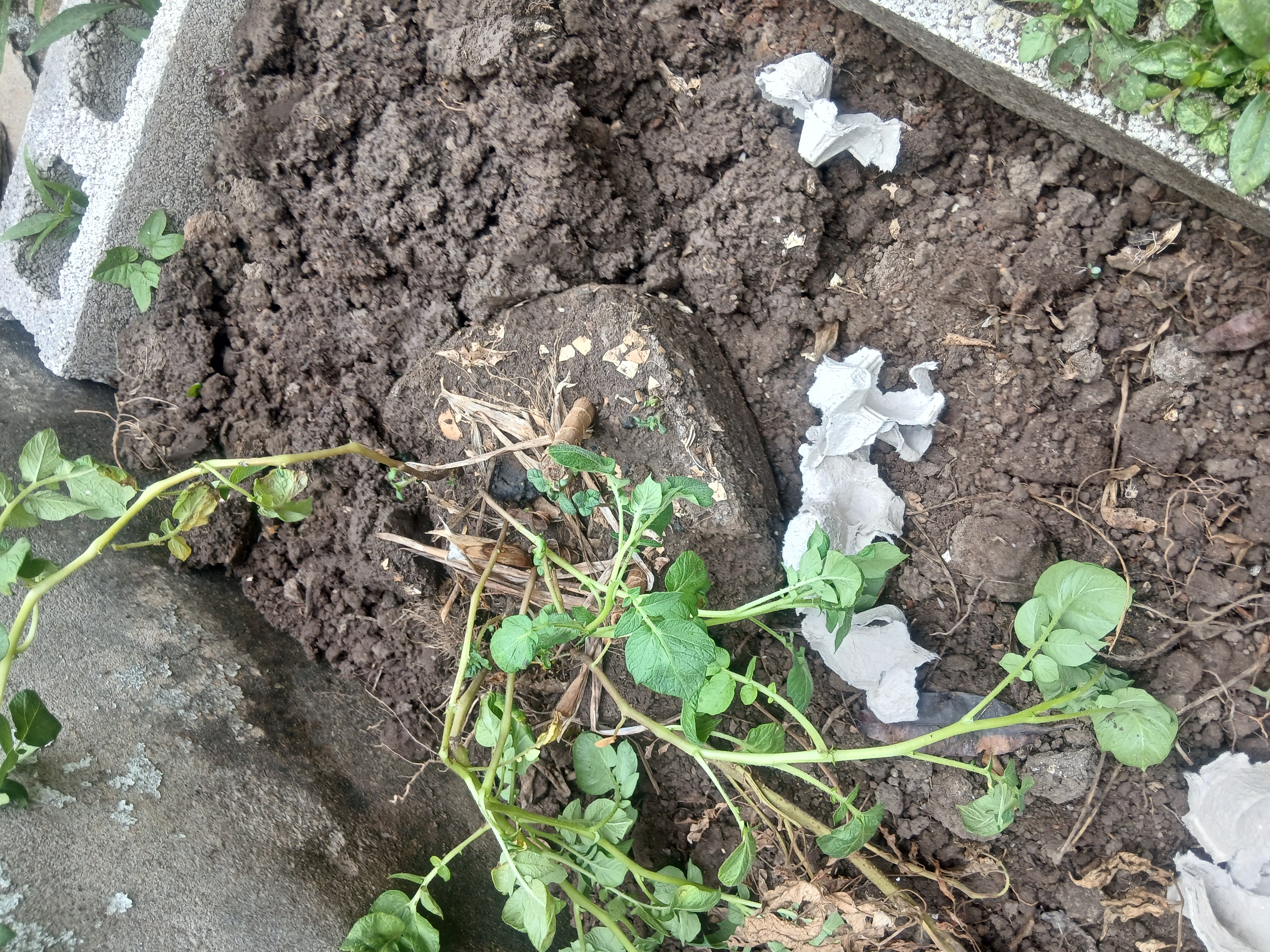 Potato plant transplanted into a raised bed