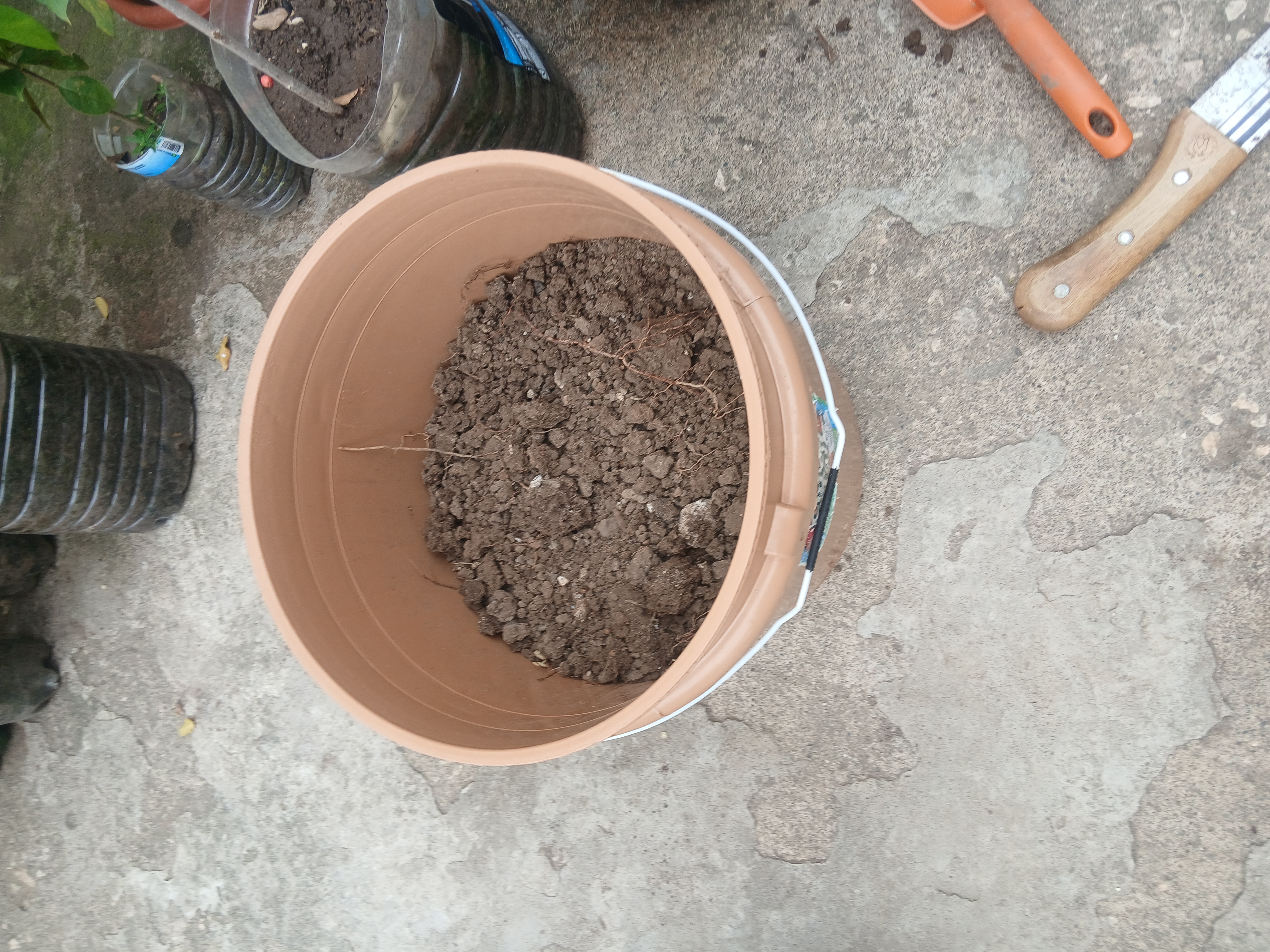 Soil in 15 liter container with drainage holes