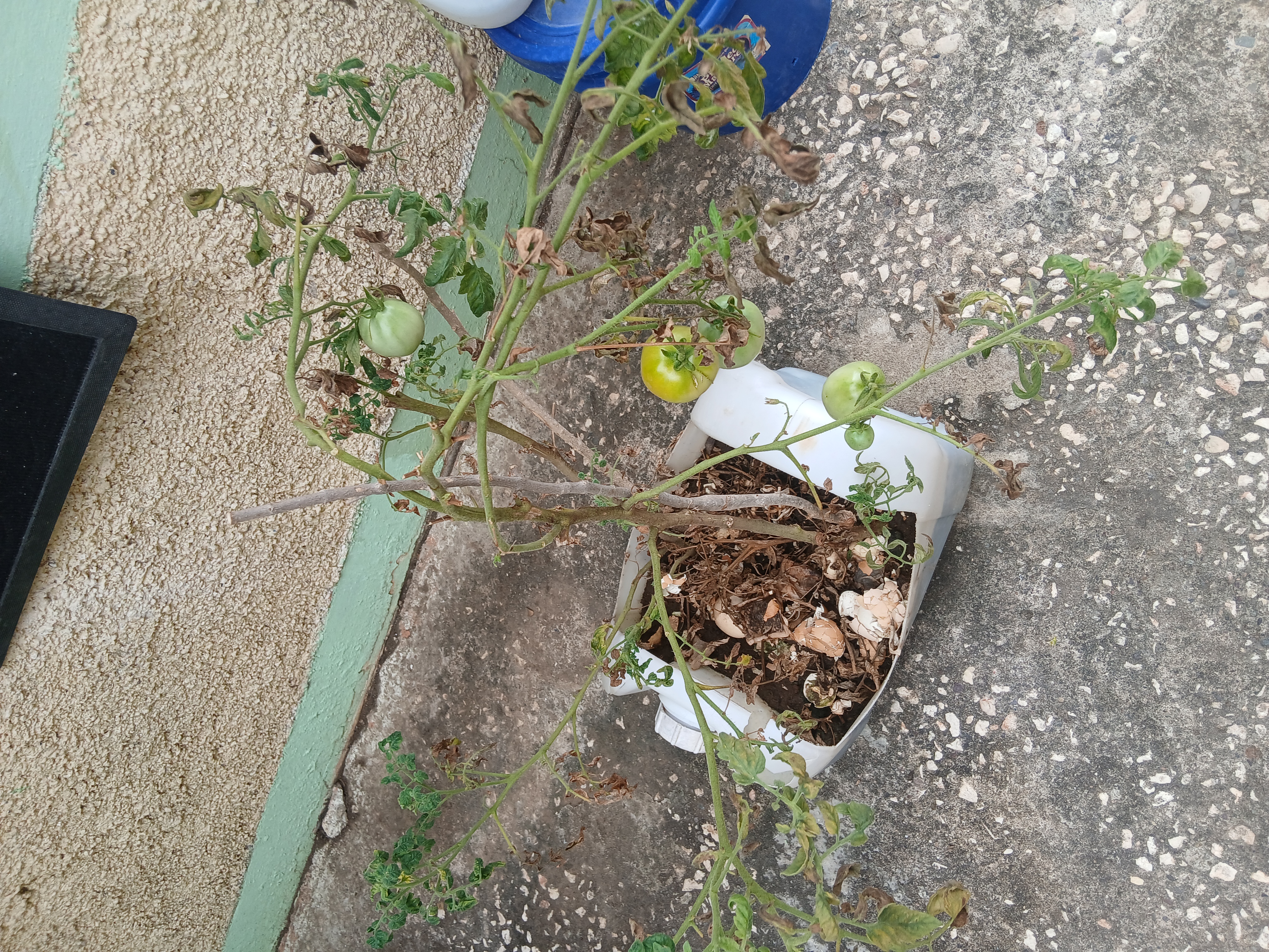 Tomato plant producing in a shallow container