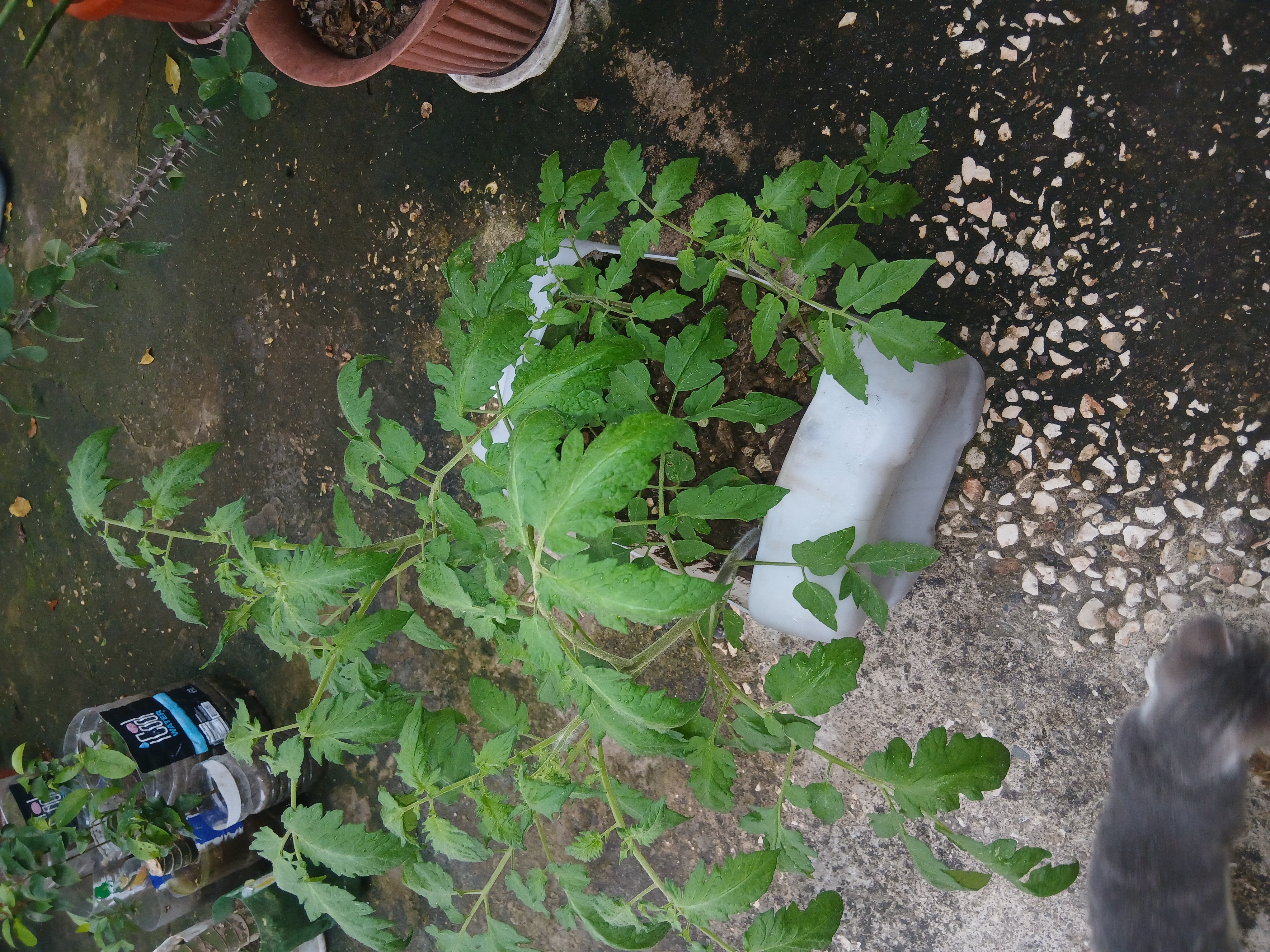 Tomato plants in recycled bottle