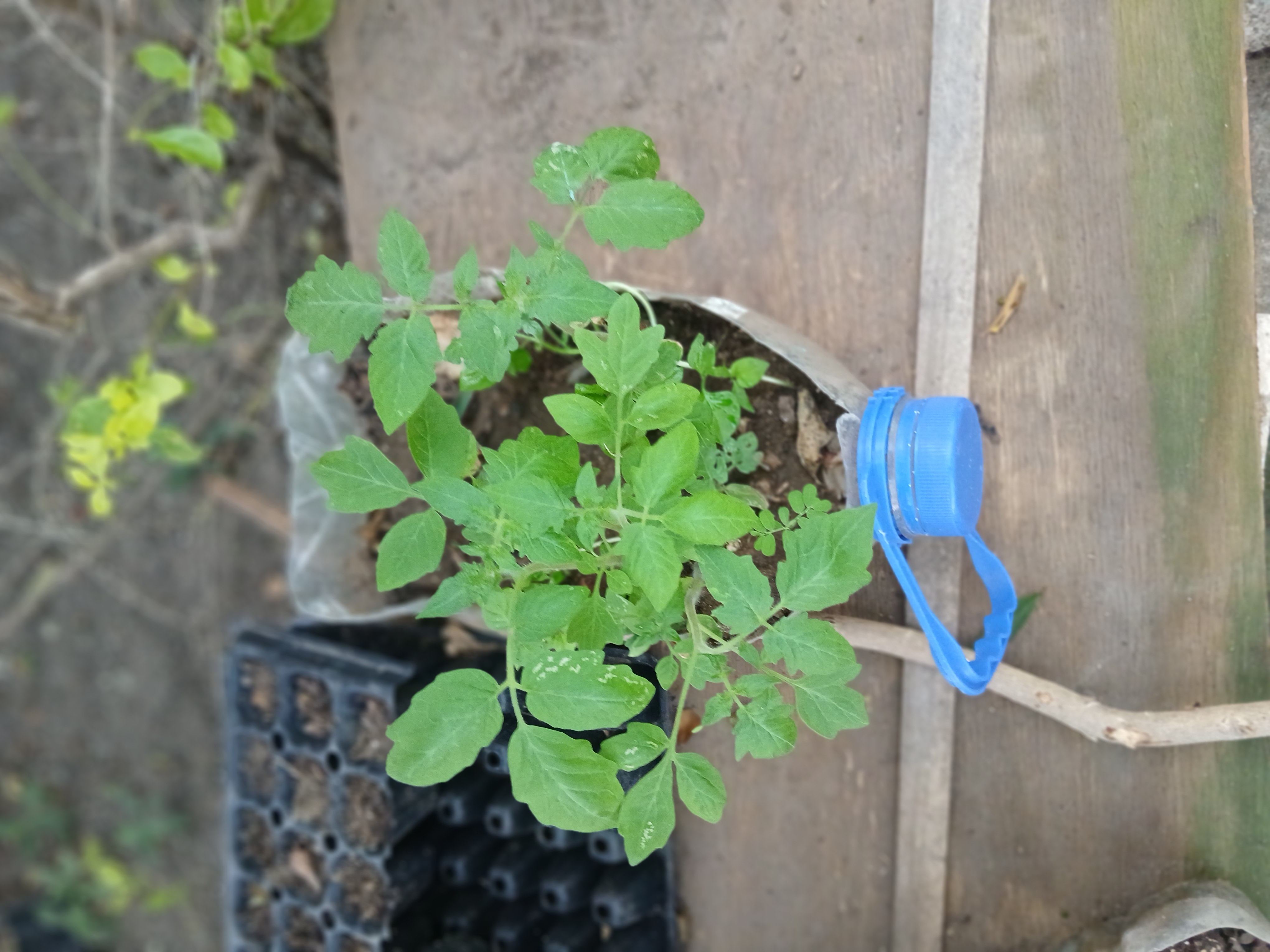 Tomato seedlings in blue capped bottle