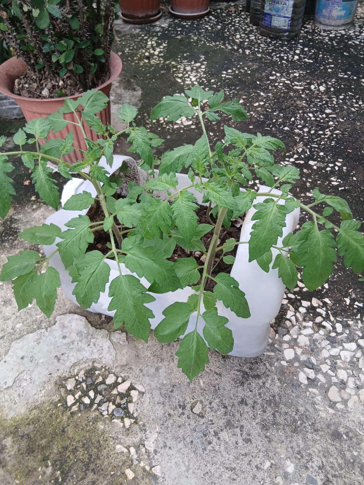 Tomatoes in recycled container